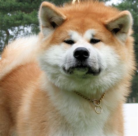 Akita Inu Breed Guide - Learn about the Akita Inu.