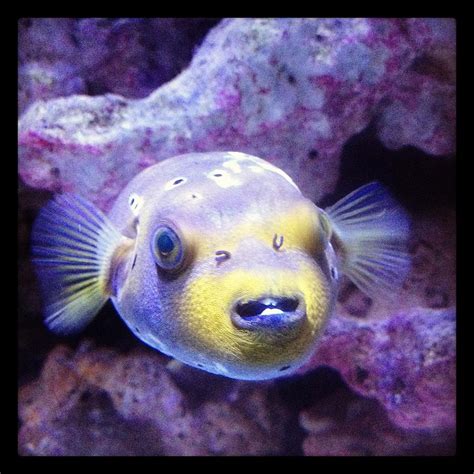 Dog Face Puffer Fish - Profile | Care | Food | Reef Safe | Lifespan ...