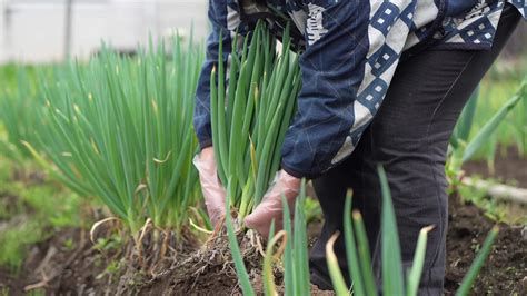 Women harvesting green onions 8641443 Stock Video at Vecteezy