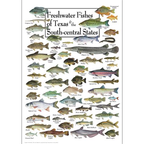 Types Of Freshwater Fish Chart