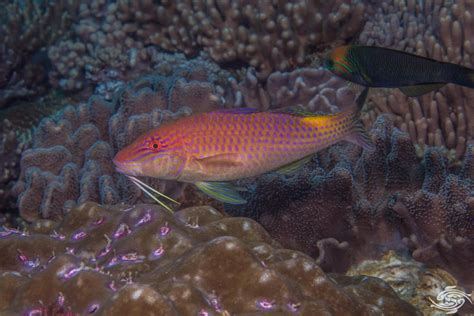 Goldsaddle Goatfish- Facts and Photographs | Seaunseen