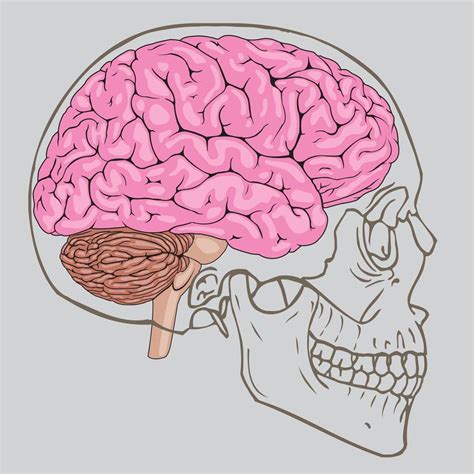 Pink Brain Inside Human Skull 1166071 Vector Art at Vecteezy