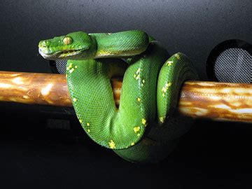 Green Tree Python Care Sheet @ ViridisPython.com