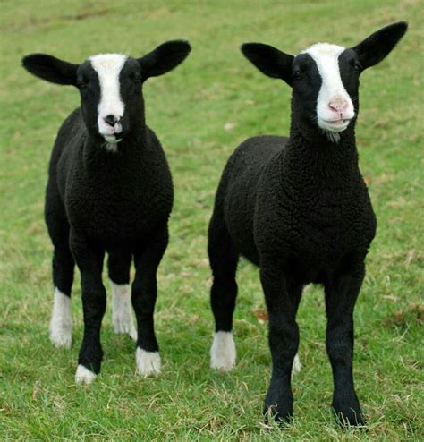 Sheep breeds, Sheep and lamb, Sheep farm