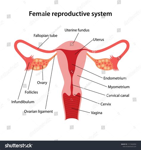 Female Reproductive System Main Parts Labeled Stock Vector (Royalty ...