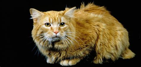 Cymric Cat Breed Information & Fun Facts - PetsTime