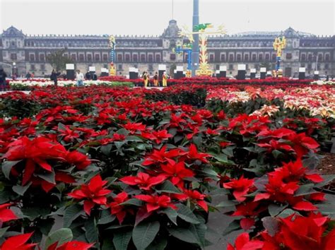 Poinsettia: A symbol of the Christmas celebrations in Mexico