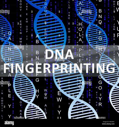 Dna Fingerprinting Shows Genetic Profiling 3d Illustration Stock Photo ...