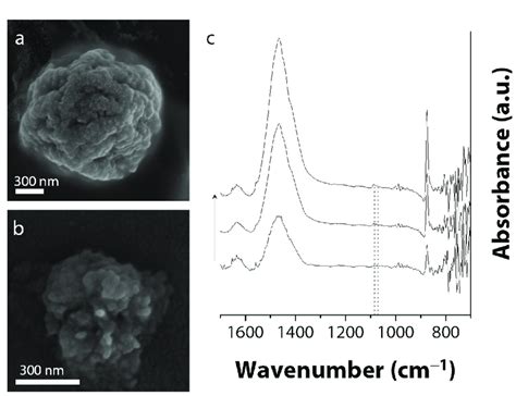 Figure S8. Vaterite formation as demonstrated by (a,b) SEM and (c) in... | Download Scientific ...