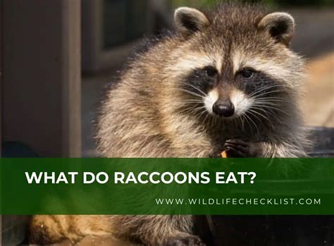 What Do Raccoons Eat? An In-Depth Look At Their Diet - Wildlife Checklist