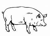 Free Printable Pig Coloring Pages For Kids sketch template