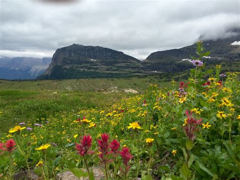 Mountain Wildflowers | Smithsonian Photo Contest | Smithsonian Magazine