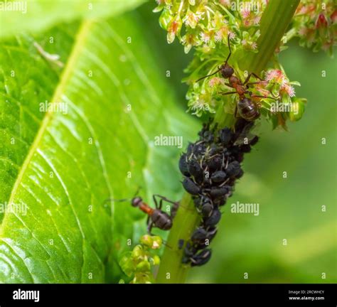 Macro shot sowing wood ants protecting and collecting honey dew from dark aphids on a plant ...