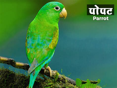 पोपटा विषयी माहिती - Parrot Information in Marathi