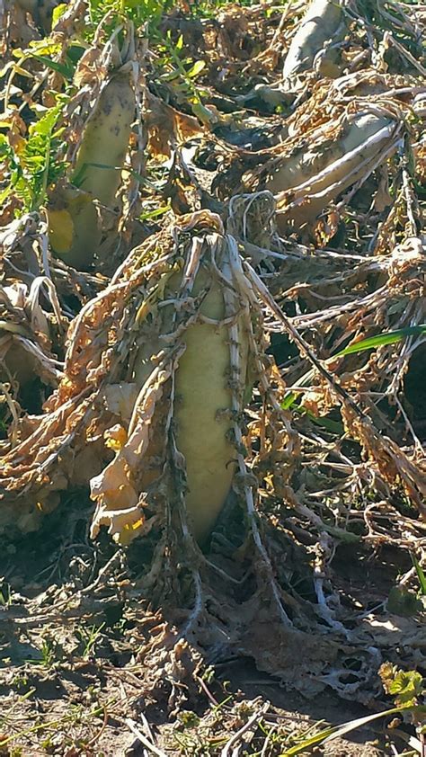 Tillage Radish 2 | Tight shot of tillage radishes showing th… | Flickr