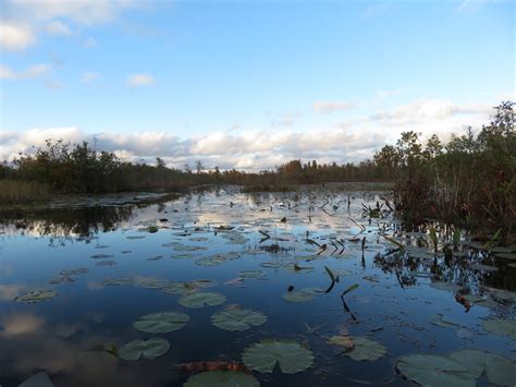 The ShoreXplorers: The Exceptional Okefenokee Swamp - Folkston GA [November 15, 2018]