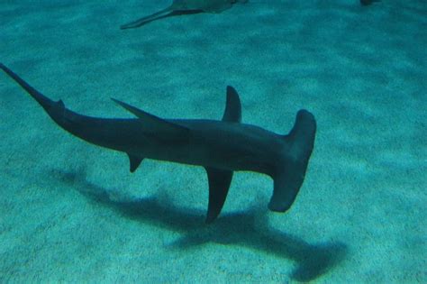 Great hammerhead - Facts, Diet, Habitat & Pictures on Animalia.bio