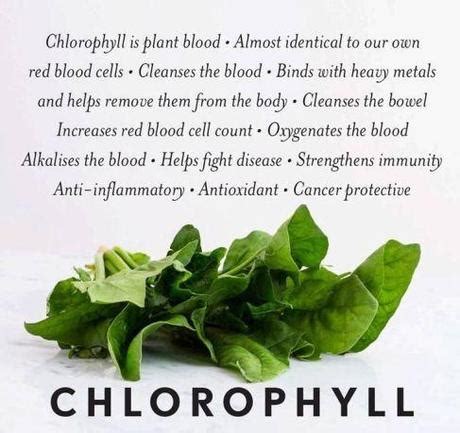 Benefits of Chlorophyll - Paperblog