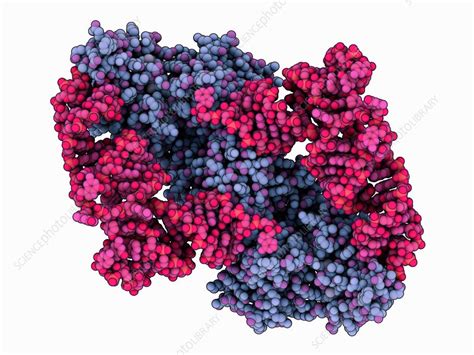 Synthetase complexed with tRNA - Stock Image - C035/8259 - Science ...