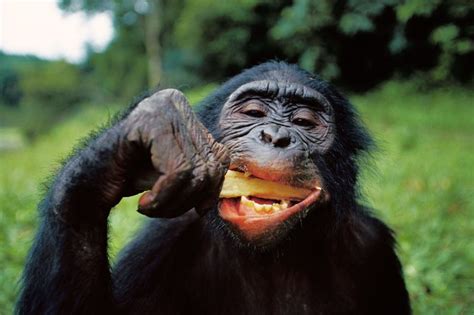 Quand la faim rend les animaux malins - Les Débrouillards