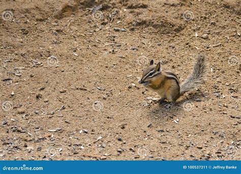 Chipmunk stock image. Image of eating, predator, mammalia - 100537311