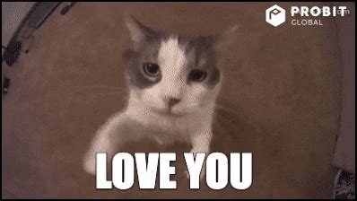 Cat-joke GIFs - Get the best GIF on GIPHY