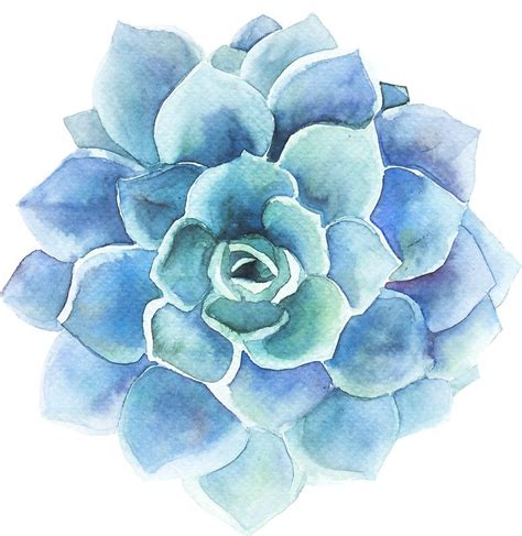 Watercolor blue tones succulent illustration | Succulent stickers, Succulents illustration ...