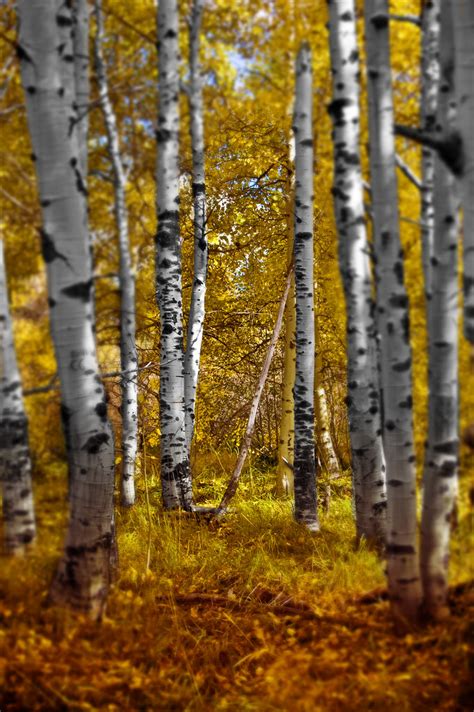 Birch Trees & Fall Color | view my portfolio | grae w | Flickr