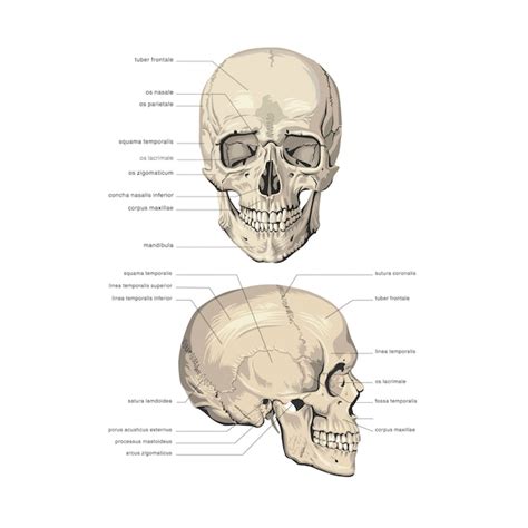 Anatomie van de schedel | Premium Vector