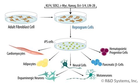 Induced Pluripotent Stem Cells | Bio-Techne