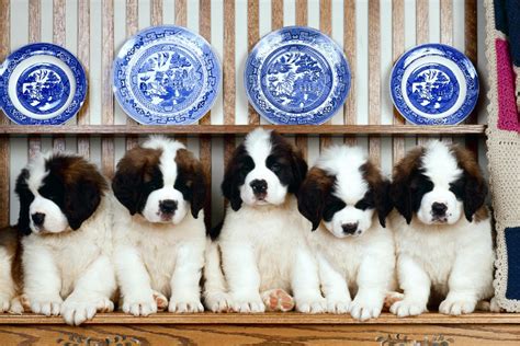 St Bernard Wallpapers - Wallpaper Cave