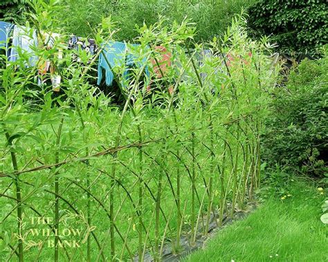 Buy Living Willow Fedge Screen • Willow Suppliers | Willow fence, Living willow, Garden screening