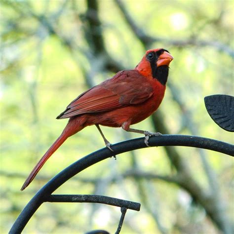 Beautiful male Cardinal, our state bird. Dayton Ohio : r/birding