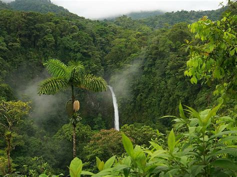 HD wallpaper: Jungle, lush, rain forest, tropical, waterfall, trees ...