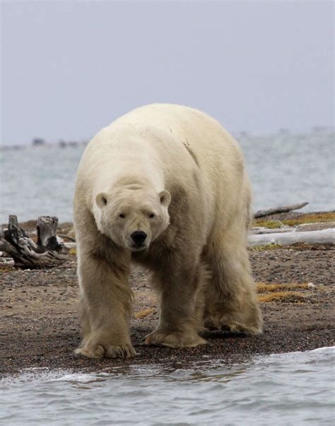 Polar Bear Viewing - Best Places in the World - Arctic Wild