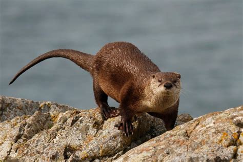 Florida Man Suffers 41 Wounds During Rabid River Otter Attack | Outdoor ...