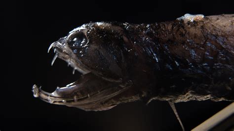 Meet the Deep-Sea Dragonfish. Its Transparent Teeth Are Stronger Than a Piranha’s. - The New ...