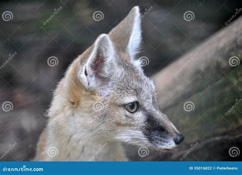 Desert Fox in Natural Habitat Stock Photo - Image of foxes, food: 35016822