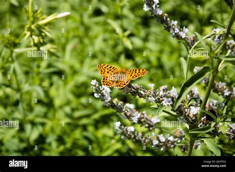 Orange butterfly resting on small light blue flowers Stock Photo - Alamy
