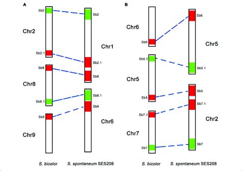 | A schematic illustration of chromosomal rearrangements between... | Download Scientific Diagram