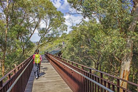 Lotterywest Federation Walkway Glass Arched Bridge in Kings Park, Perth, Australia Stock Photo ...