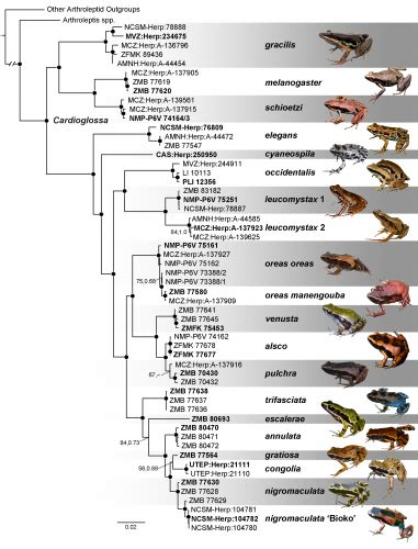 Frog Evolution – Blackburn Lab