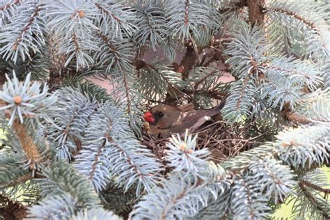 Cardinal nest in the blue spruce - FeederWatch