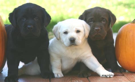 Labrador Retriever Puppies All Colors - BubaKids.com