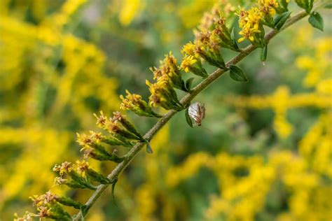 Goldenrod Planting Guide - The Plant Native