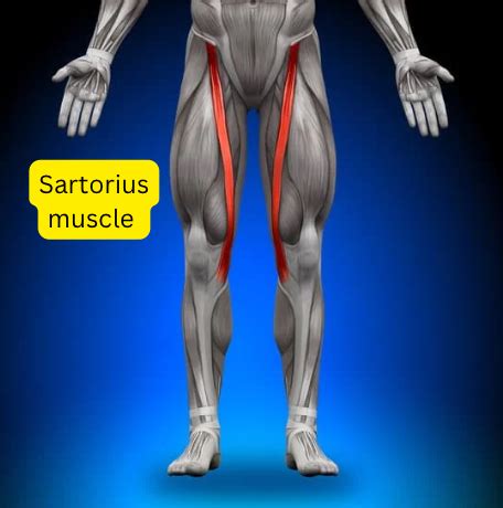 Your Sartorius Muscle 101