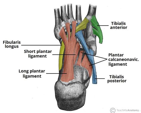 The Arches of the Foot - Longitudinal - Transverse - TeachMeAnatomy