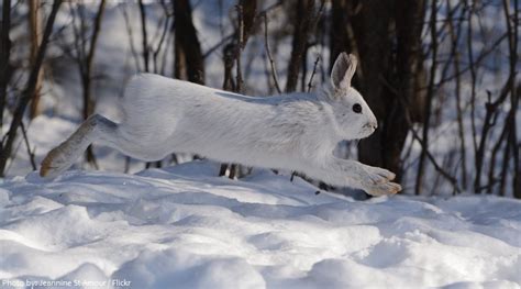 Interesting facts about snowshoe hares | Just Fun Facts