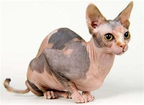 Hairless cats are cute too : aww