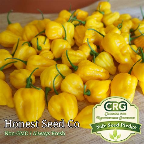 25+ Lemon Yellow Habanero Pepper Seeds (Rare!) - Honest Seed Co.